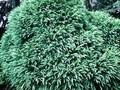 Cryptomeria japonica Monstrosa Image 1