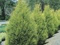 Cupressocyparis leylandii Castlewellan Image 1