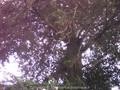 Cupressus macrocarpa Image 1