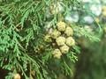 Cupressus lawsoniana Image 1