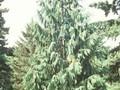 Cupressus nootkatensis Image 1