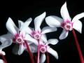 Cyclamen coum Album Image 1