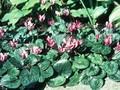 Cyclamen fatrense Image 1