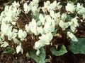 Cyclamen hederifolium Album Image 1