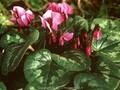 Cyclamen hiemale Image 1