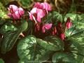 Cyclamen orbiculatum Image 1