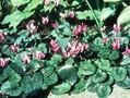 Cyclamen purpurascens Image 1