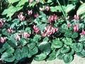 Cyclamen purpurascens Fatrense Image 1