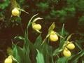 Cypripedium calceolus var planipetalum Image 1