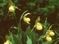 Cypripedium calceolus var pubescens Image 1