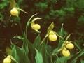 Cypripedium planipetalum Image 1