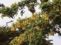 Cytisus alpinus Image 1