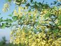 Cytisus laburnum Image 1