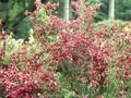 Cytisus scoparius Killiney Red Image 1