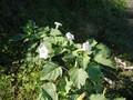 Datura Image 1