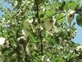 Davidia involucrata var vilmoriana Image 1