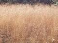 Deschampsia flexuosa Image 1