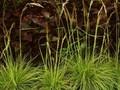 Deschampsia flexuosa Tatragold Image 1