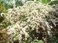 Deutzia rosea Image 1