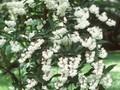 Deutzia scabra Plena Image 1