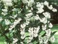 Deutzia scabra Rosea Plena Image 1