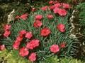 Dianthus Badenia Image 1