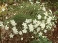 Dianthus bebius Image 1