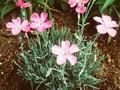 Dianthus Blauigel Image 1