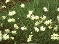 Dianthus Blaureif Image 1