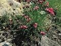 Dianthus carthusianorum Image 1