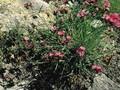 Dianthus carthusianum Image 1