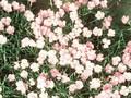 Dianthus Eydangeri Image 1