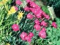 Dianthus Feuerhexe Image 1