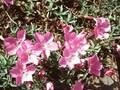 Dianthus La Bourboule Image 1