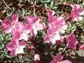 Dianthus La Bourbrille Image 1