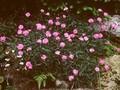 Dianthus Pink Jewel Image 1