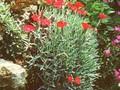 Dianthus Rubin Image 1