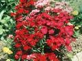 Dianthus sinensis Image 1