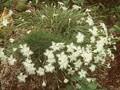 Dianthus strictus Image 1