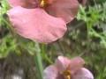 Diascia Image 1