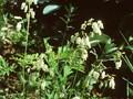 Dicentra eximia Alba Image 1