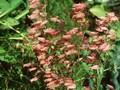 Dicentra formosa subsp oregana Bountiful Image 1