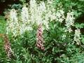 Dictamnus albus Albiflorus Image 1
