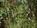 Dierama pendulum Image 1