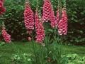 Digitalis purpurea Gloxinioides Grp Image 1