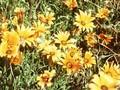 Dimorphotheca calendulacea Image 1