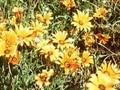 Dimorphotheca sinuata Image 1