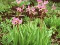 Dodecatheon pulchellum Image 1