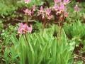 Dodecatheon radicatum Image 1