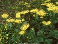 Doronicum orientale Finesse Image 1